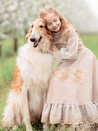 2 русские борзые для видео и фотосессий