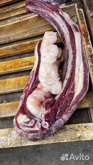 Продам мясо конина забой 19.09