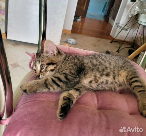 Котята-близнецы