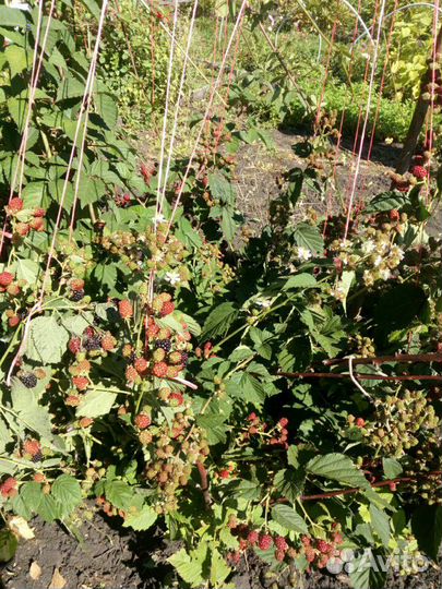 Продам саженцы ежевики