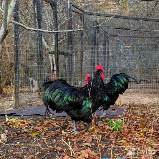 Куры Кохинхин Австралорп Перепела
