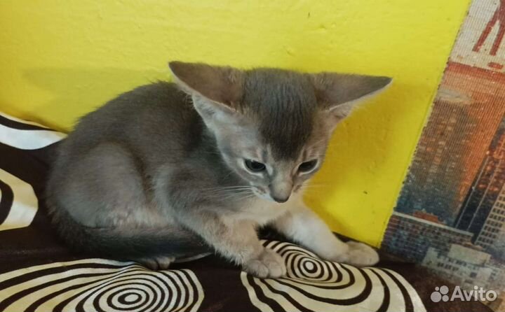 Абиссинские котята