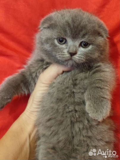 Голубые клубные вислоухие котята