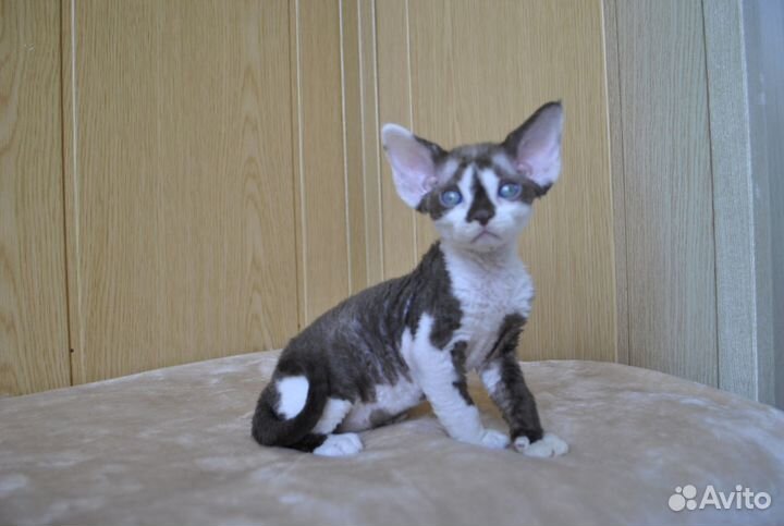 Котята девон рекс