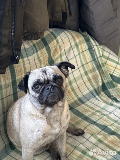 Вязка мопс девочка