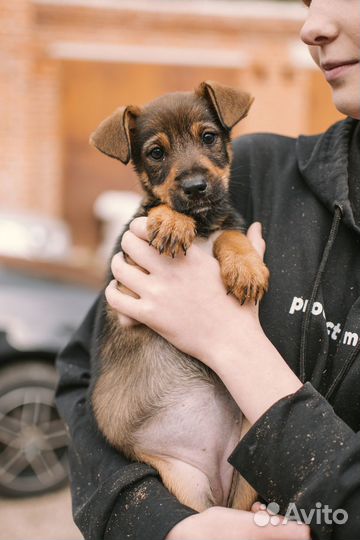 Щенок девочка в добрые руки