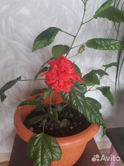 Гибискус комнатный