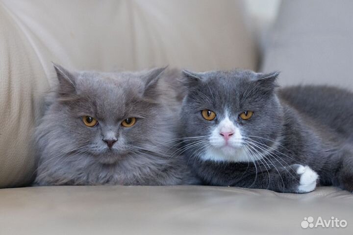 Кошечка Шакира и кот Оскар в добрые руки