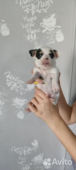 Щенки чихуахуа