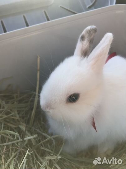 Вязка кроликов