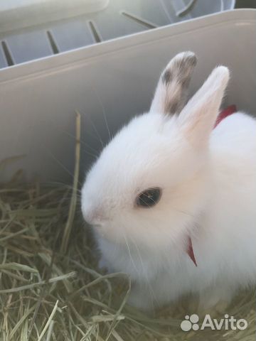 Вязка кроликов