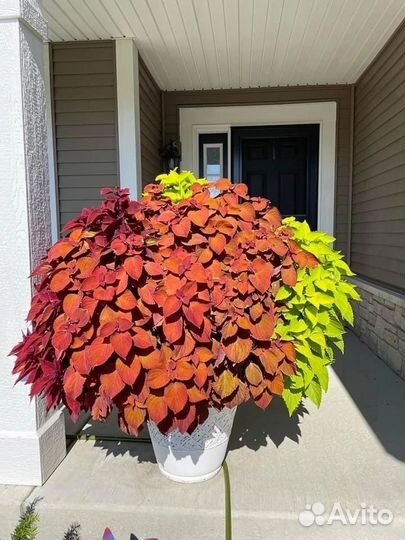 Колеусы разных расцветок