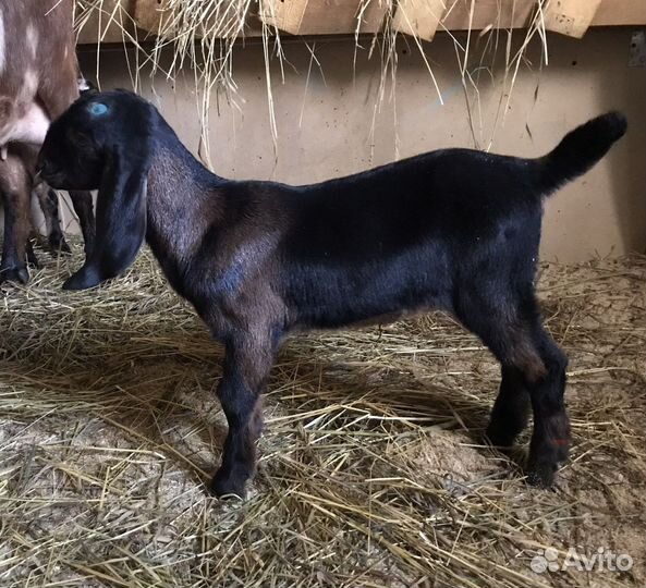 Англо-Нубийские козочки и козлики