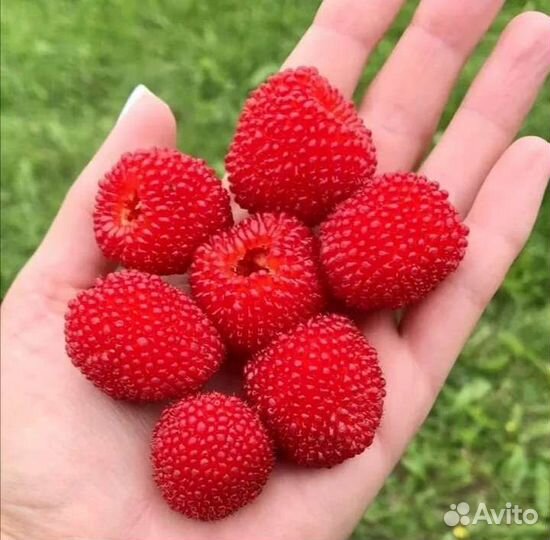 Тибетская малина