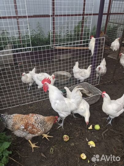 Петухи породы Белифельдер