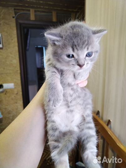 Котята мальчики