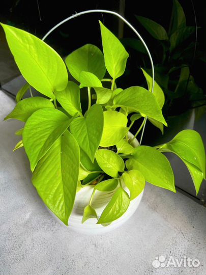 Сциндапсус неон