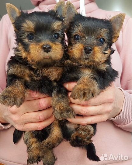 Щенки породы Йоркширского терьера