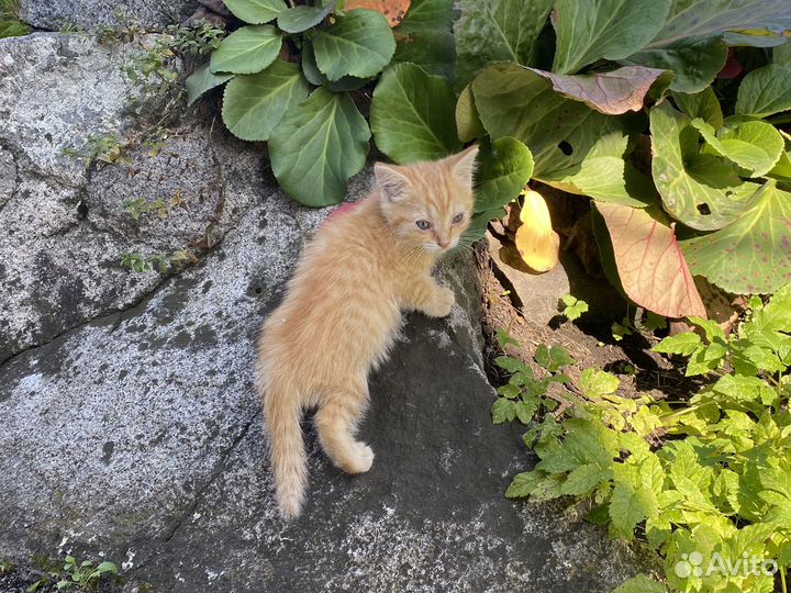 Котята курильский бобтейл