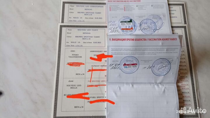 Бенгальские котята с документами