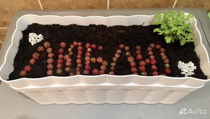 Каменная Роза, хоста