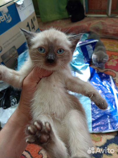 Котята 1 мес