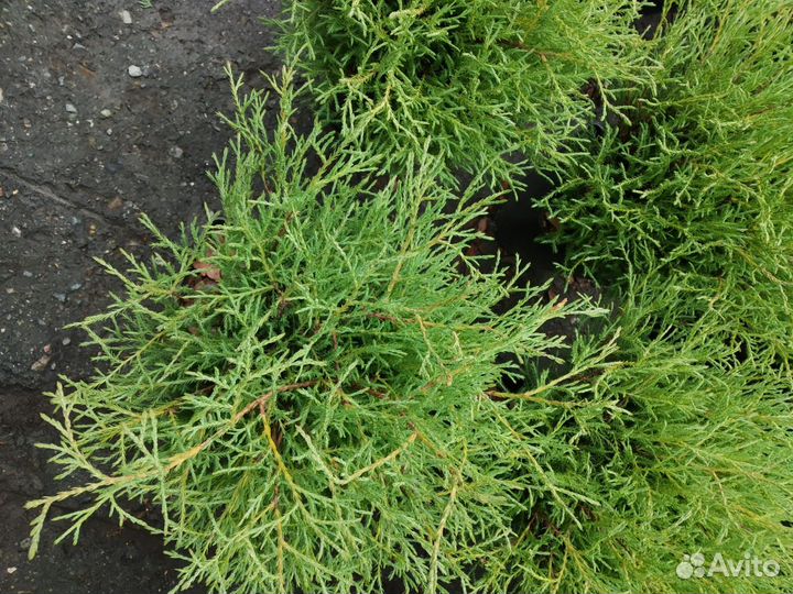 Саженцы шаровидной Туи