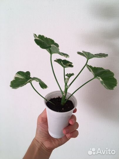 Пеларгония герань Uaito Ringu