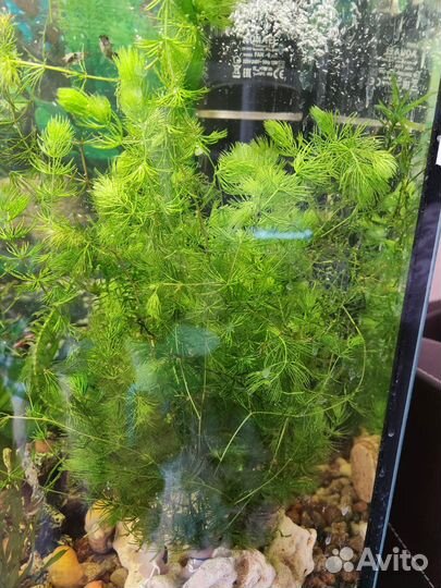 Аквариумные растения