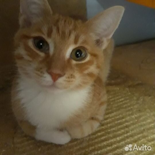 Рыжий котенок котик 5 месяцев