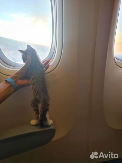 Малышка Мири из Турции ищет маму. забронирована