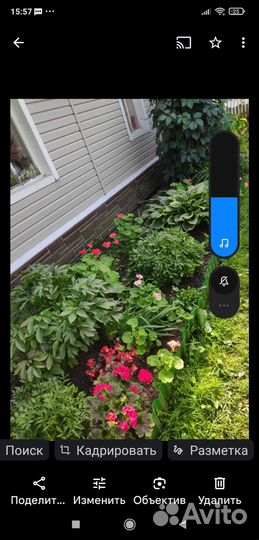 Декоративные растения для сада