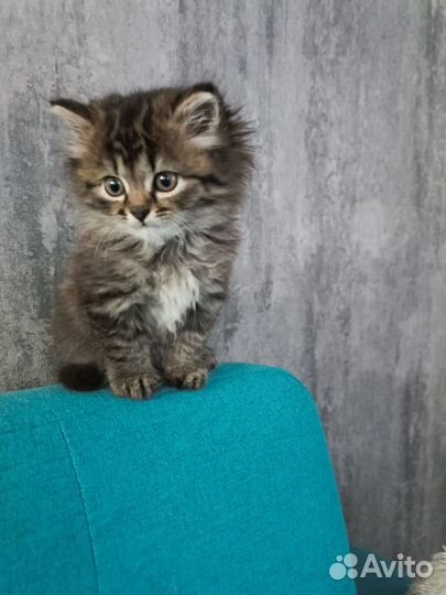 Сибирская кошка