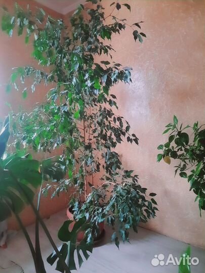 Фикус бенджамина