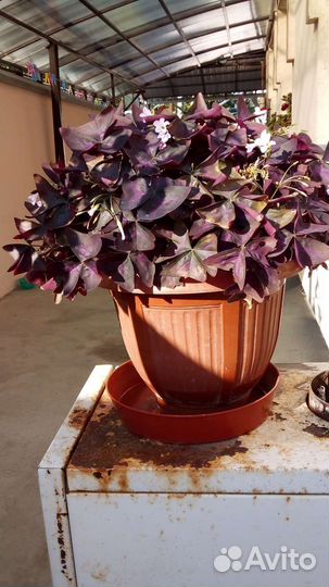 Комнатные цветы