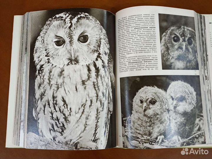 Иллюстрированные энциклопедии. 