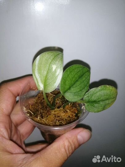 Сциндапсусы-Хиро,Мунлайт,Экзотика