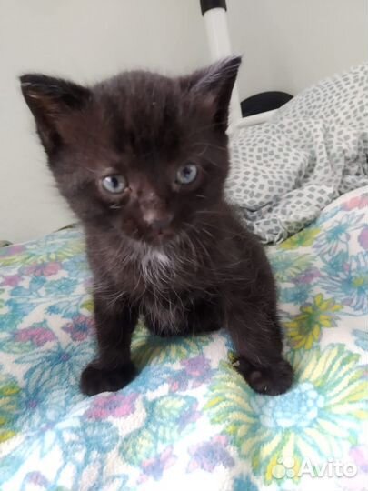 Кошка в дар