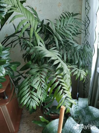 Продам цветы комнатные