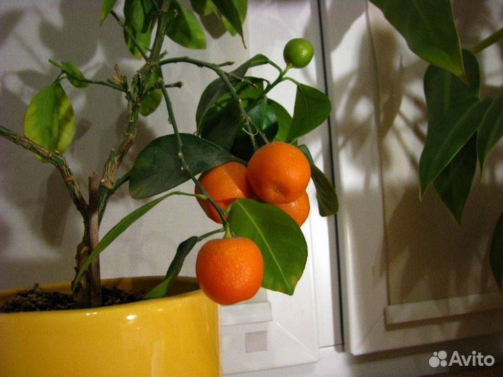 Саженцы цитрусовых (комнатное растение) (зкс)