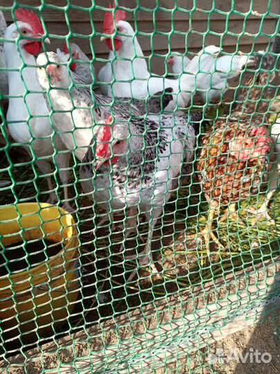 Молодые петушки