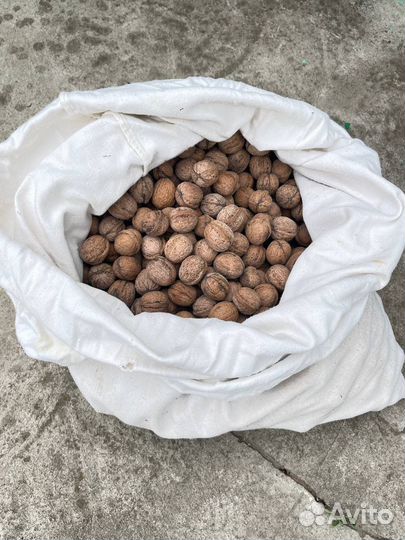 Грецкий орех в скорлупе