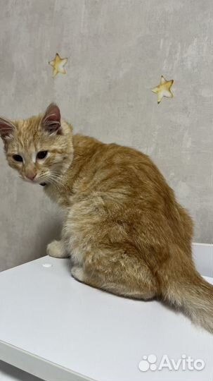 Рыжий котенок