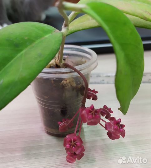 Мелколистные хойи 1