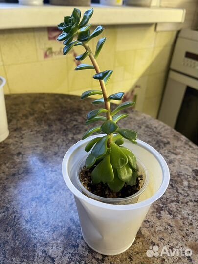 Суккуленты