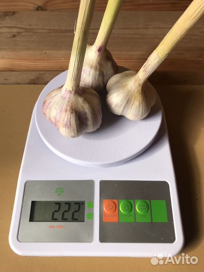 Чеснок