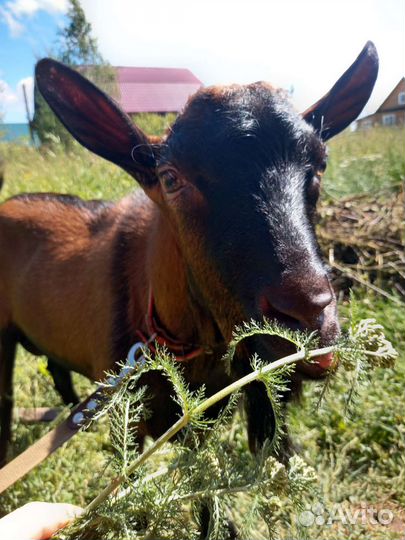 Вязка. Козлик породы Чешская бурая 87.5