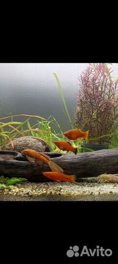 Меченосцы молодь