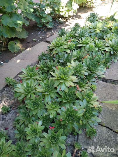 Молодило Каменная роза почвопокровник