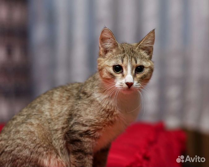 Кошки в добрые руки